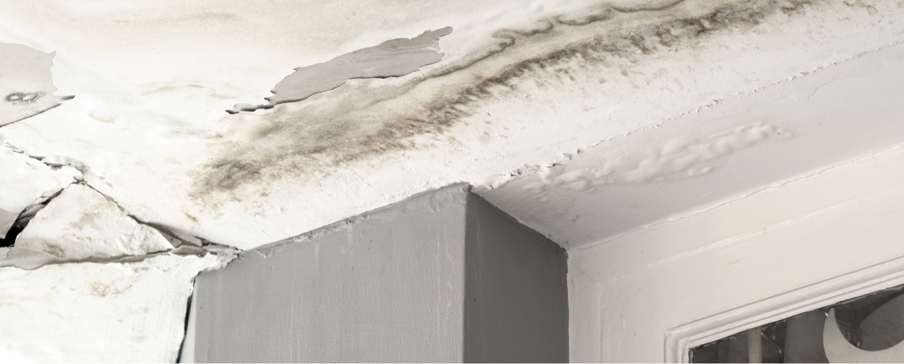 Mold Growing on Ceiling